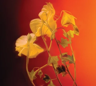 Yellow flowers on slender stems glowing against vivid red-orange background.