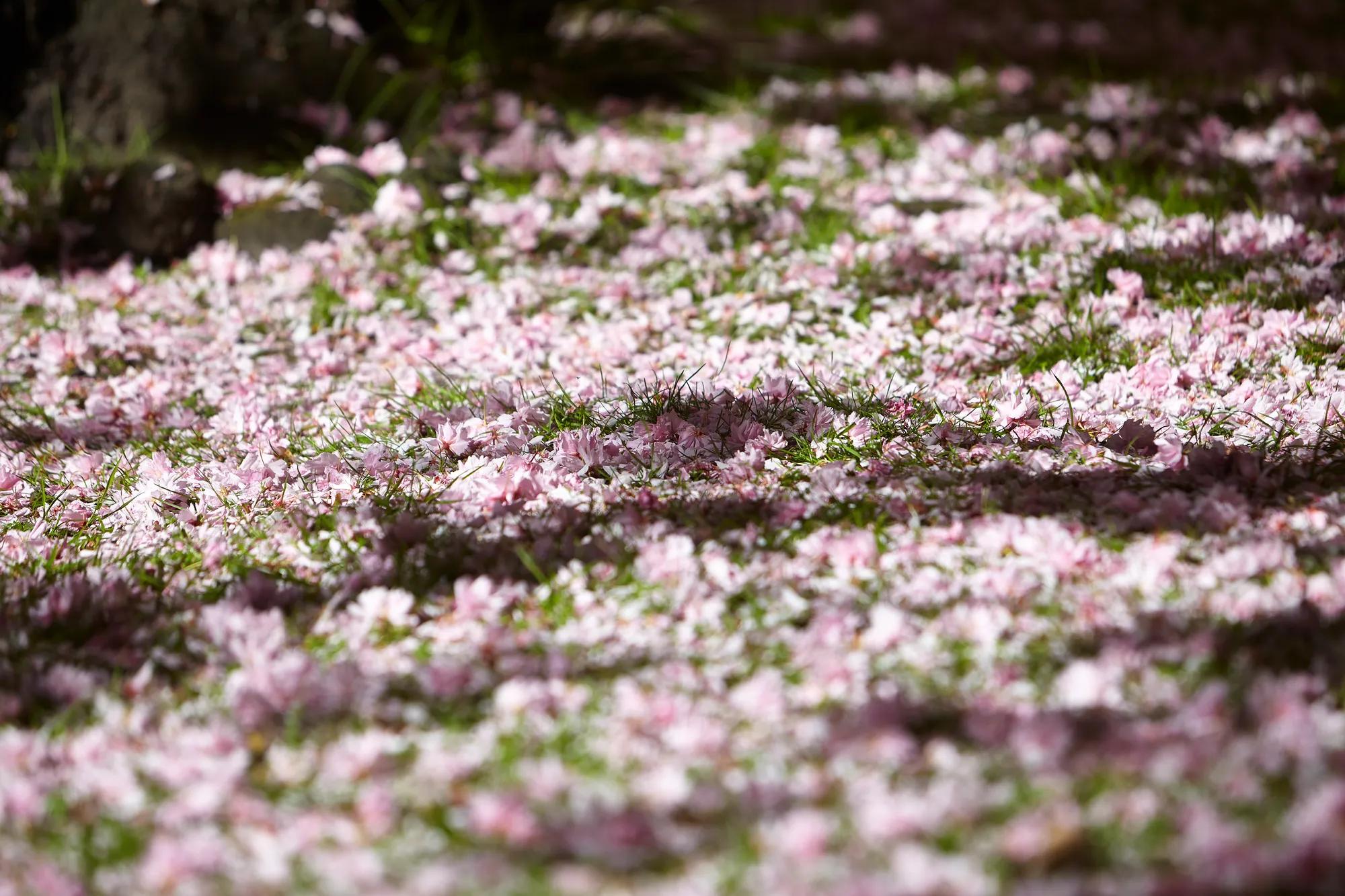 Pink blossom petals scattered across grass, dappled with sunlight and soft shadows beneath trees.