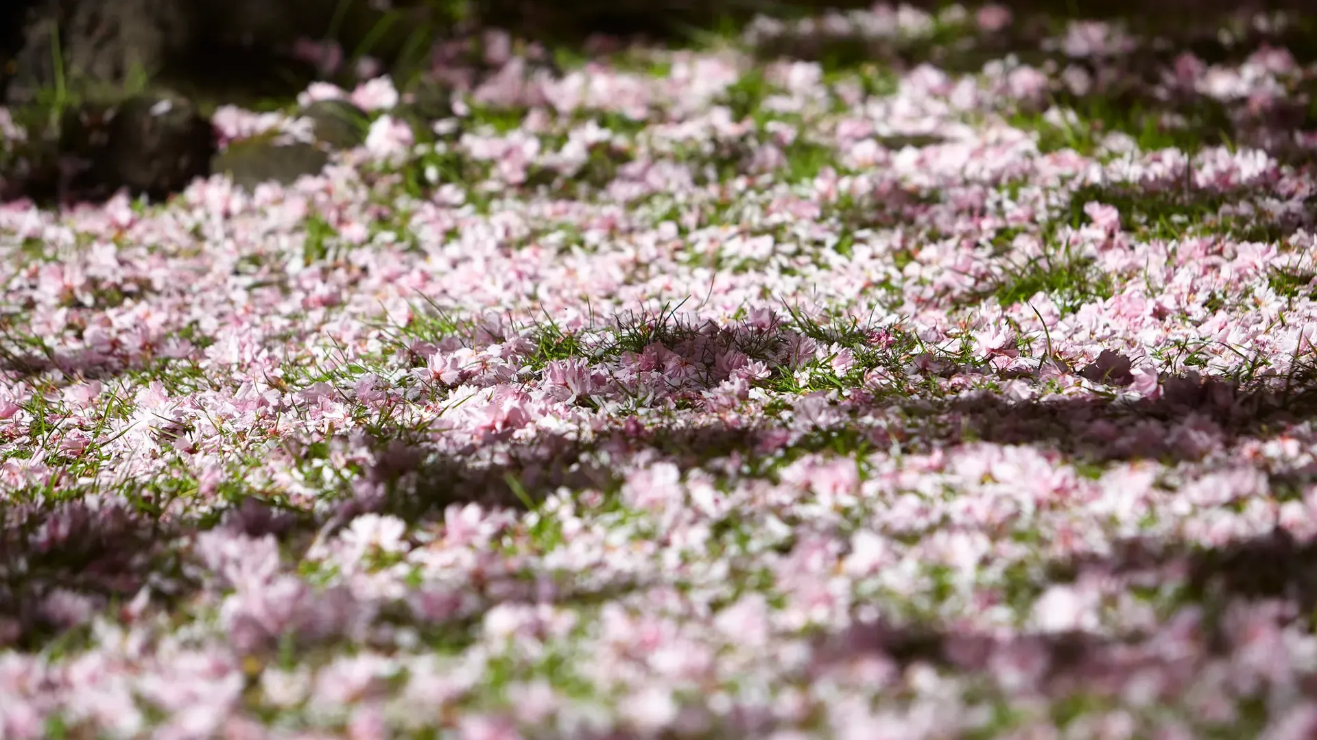 Pink blossom petals scattered across grass, dappled with sunlight and soft shadows beneath trees.
