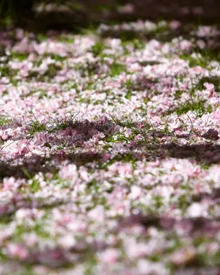 Pink blossom petals scattered across grass, dappled with sunlight and soft shadows beneath trees.