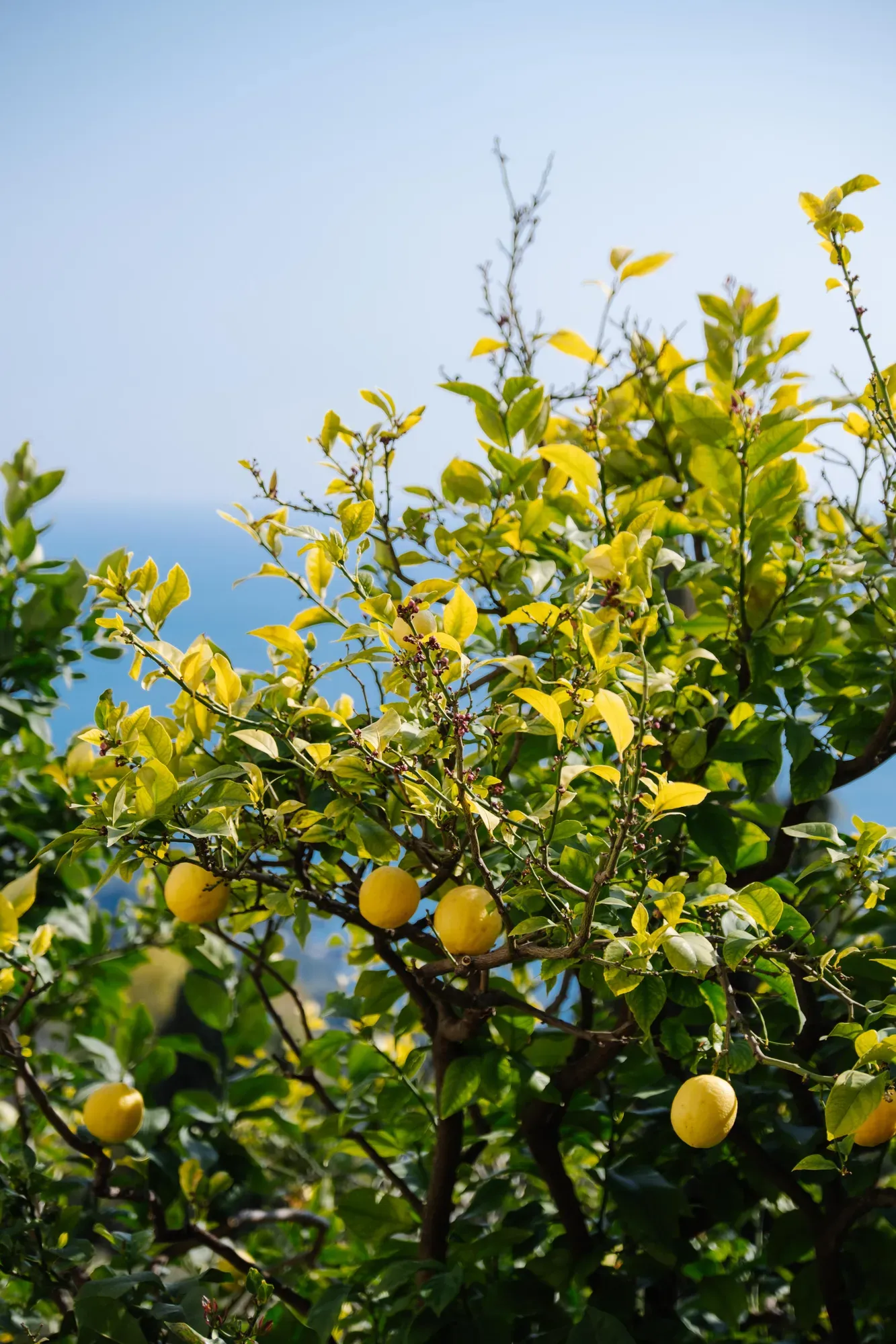 A Lemon tree including lemons on several branches with a sea view horizon in the background.