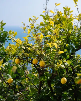 A Lemon tree including lemons on several branches with a sea view horizon in the background.