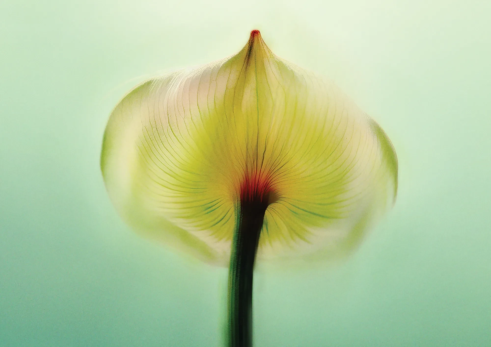 Close-up of a translucent flower petal with fine veins, softly lit against a pale green background.