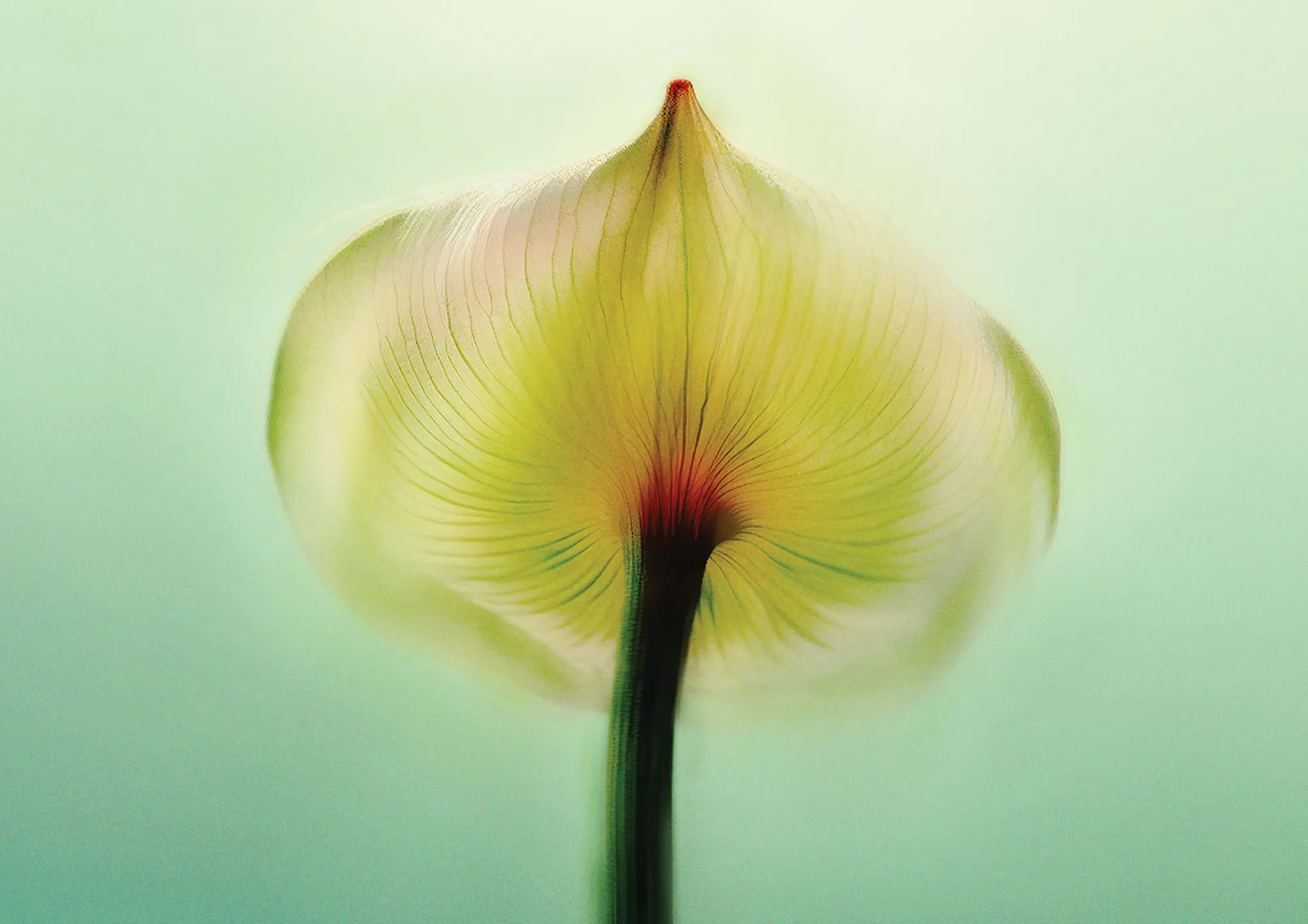 Close-up of a translucent flower petal with fine veins, softly lit against a pale green background.