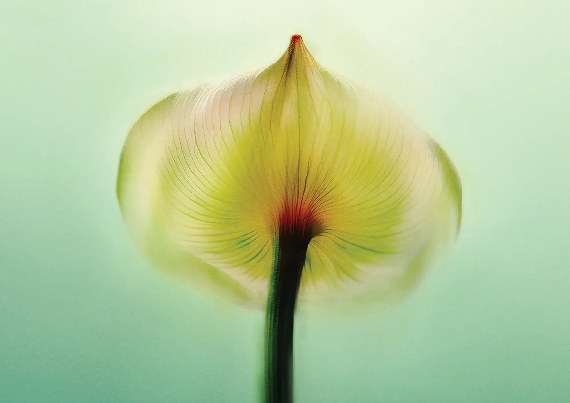 Close-up of a translucent flower petal with fine veins, softly lit against a pale green background.