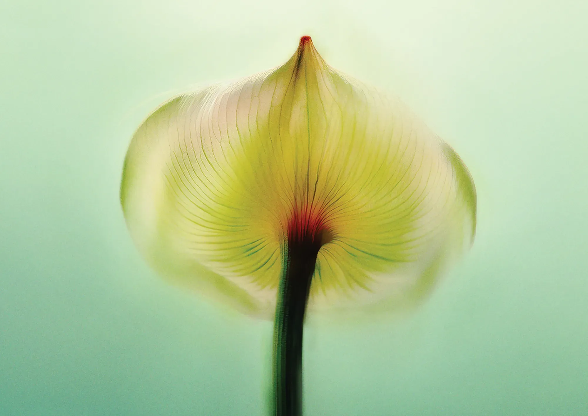 Close-up of a translucent flower petal with fine veins, softly lit against a pale green background.