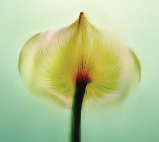 Close-up of a translucent flower petal with fine veins, softly lit against a pale green background.