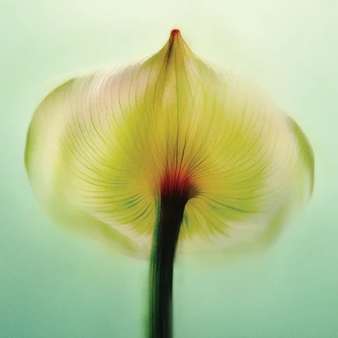 Close-up of a translucent flower petal with fine veins, softly lit against a pale green background.