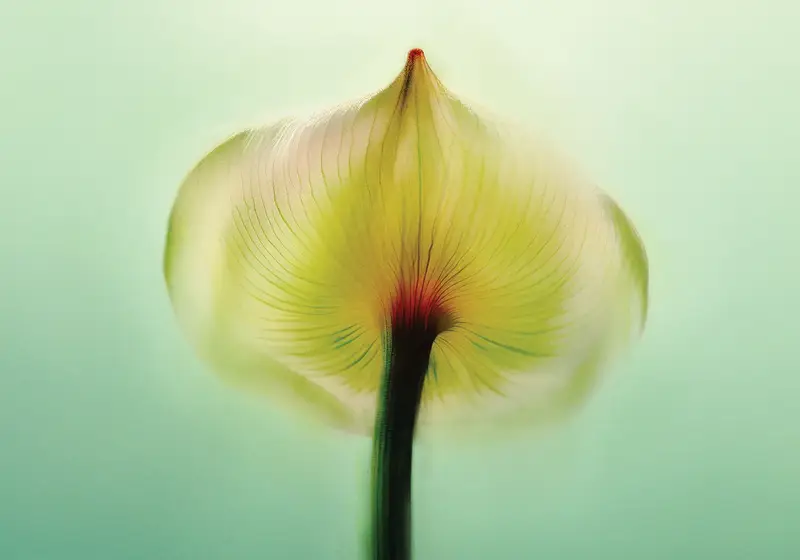 Close-up of a translucent flower petal with fine veins, softly lit against a pale green background.