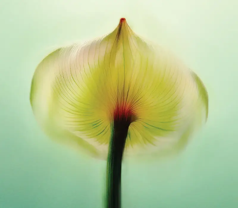 Close-up of a translucent flower petal with fine veins, softly lit against a pale green background.