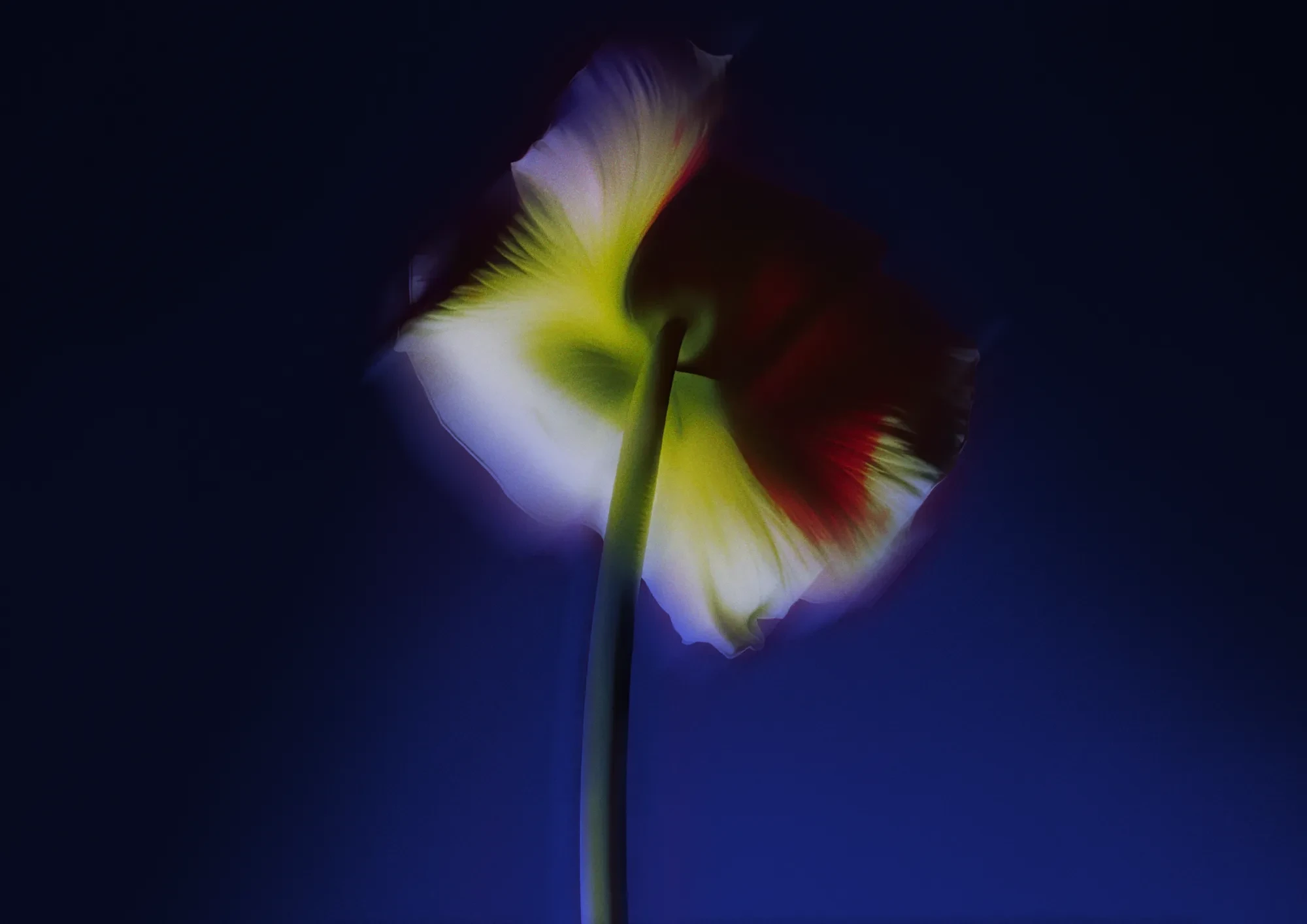 Soft-focus backlit flower with red, white, and yellow petals against deep blue background.