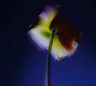 Soft-focus backlit flower with red, white, and yellow petals against deep blue background.