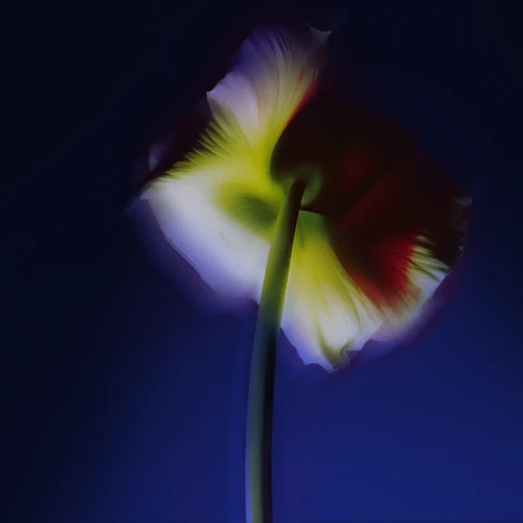 Soft-focus backlit flower with red, white, and yellow petals against deep blue background.