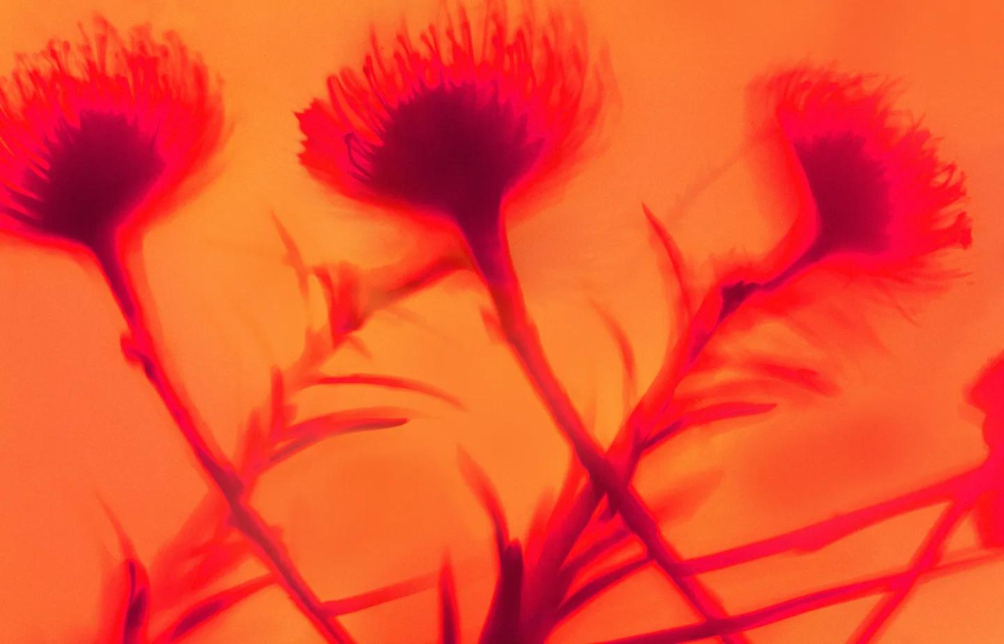 Abstract red flower silhouettes with blurred stems and petals, glowing against a warm orange background.