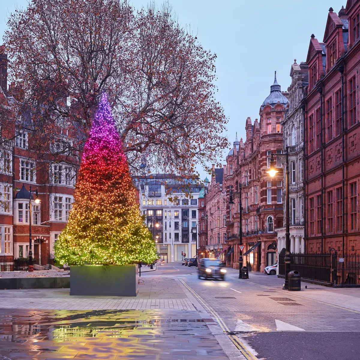 Rainbow-lit Christmas tree in planter on London street with red-brick buildings at dusk.