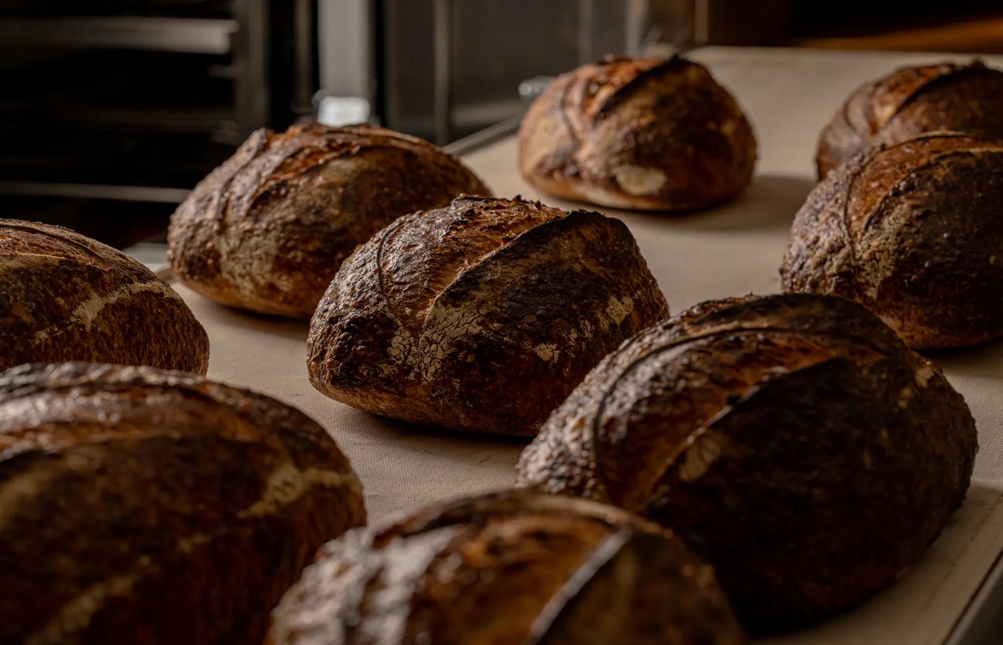 Crusty artisan loaves on tray cooling in bakery, with dark golden crusts and scored tops.