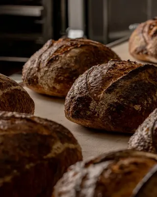 Crusty artisan loaves on tray cooling in bakery, with dark golden crusts and scored tops.