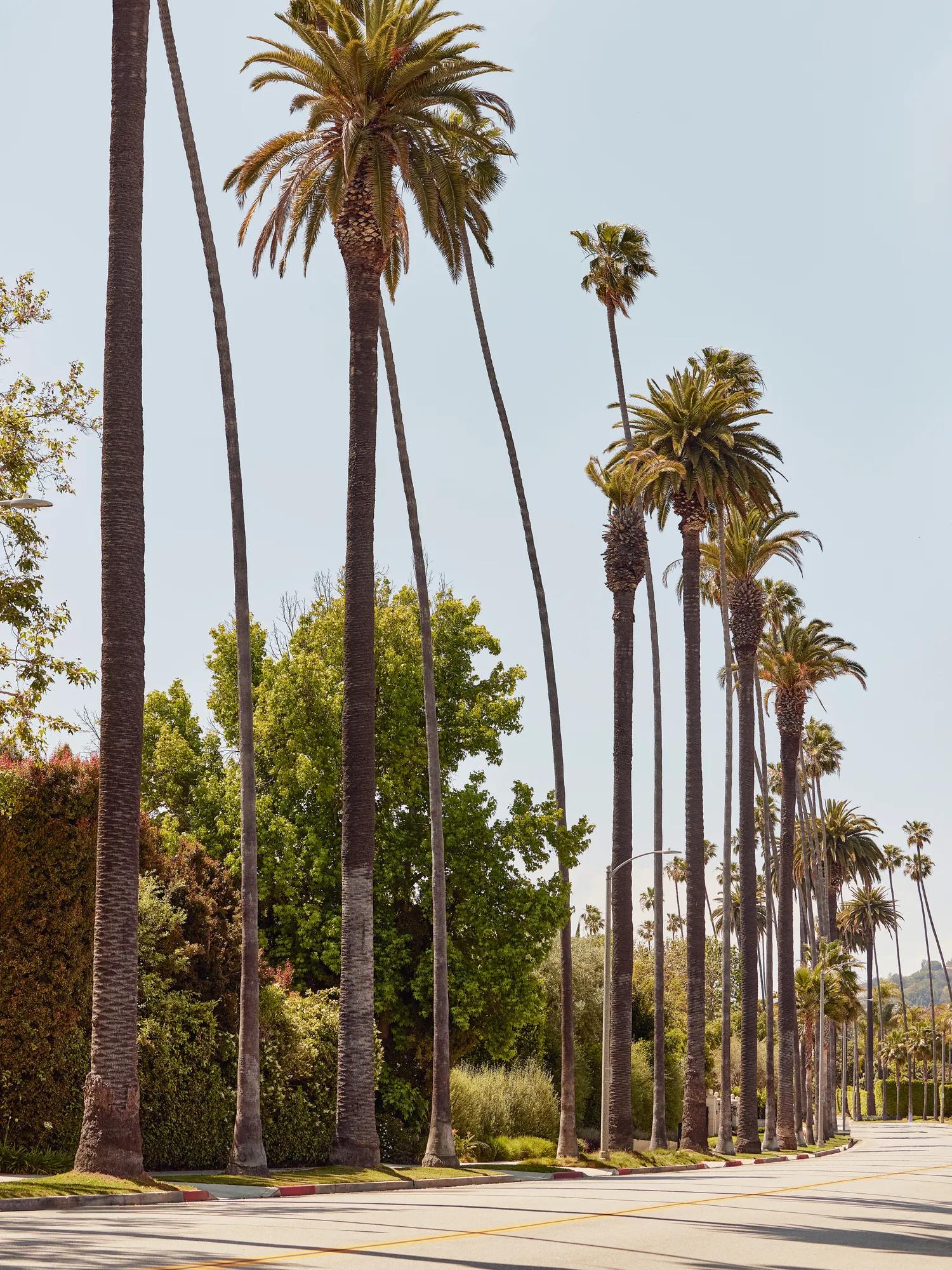 Tall palm trees lining a sunny Beverly Hills street with manicured greenery and sidewalks, clear blue sky overhead.
