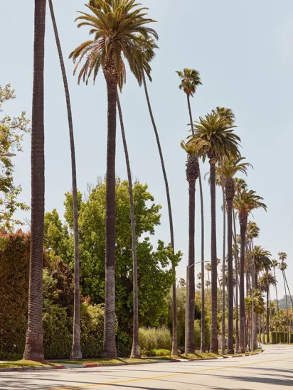 Tall palm trees lining a sunny Beverly Hills street with manicured greenery and sidewalks, clear blue sky overhead.